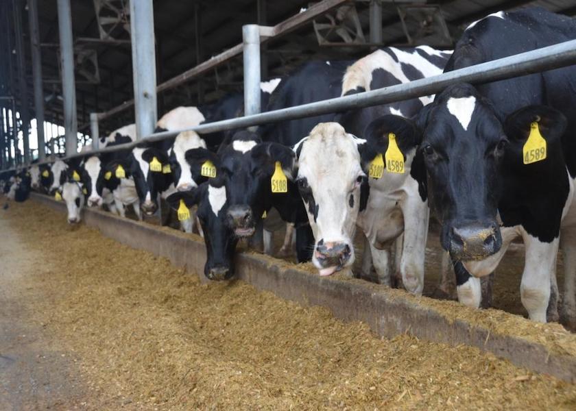 Feeding And Managing For Transition Success | Dairy Herd